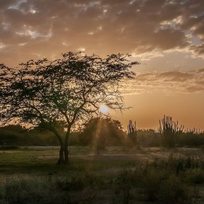 Mezquites recortados contra un cielo de atardecer, con cardones al fondo.