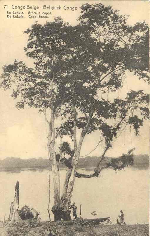 Postal antigua en sepia de un árbol de copal a la orilla de un río africano.