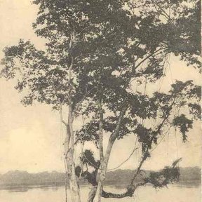 Postal antigua en sepia de un árbol de copal a la orilla de un río africano.