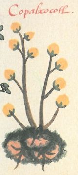 Ilustración de un códice antiguo con la planta llamada copalxocotl y su raíz.