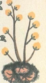 Ilustración de un códice antiguo con la planta llamada copalxocotl y su raíz.