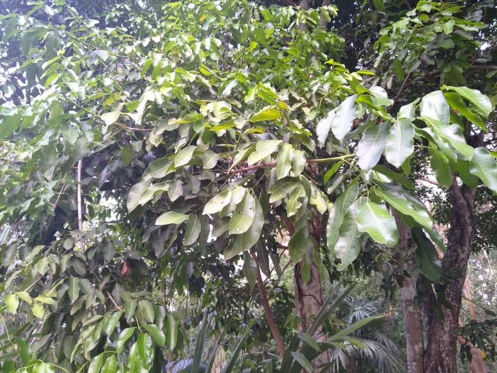 Follaje pinnado y lustroso de copal blanco visto a contraluz en la selva.