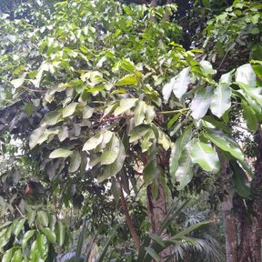 Follaje pinnado y lustroso de copal blanco visto a contraluz en la selva.