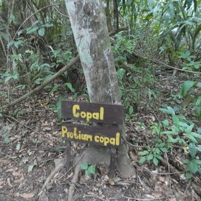 Tronco derecho de copal blanco con un letrero de madera clavado al pie.