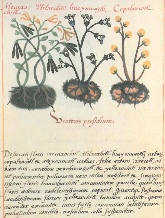 Página de códice con varias plantas dibujadas y un texto manuscrito en latín.