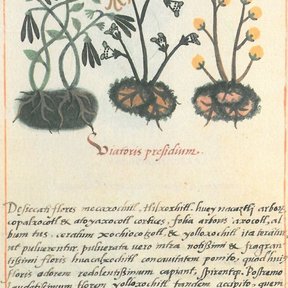 Página de códice con varias plantas dibujadas y un texto manuscrito en latín.