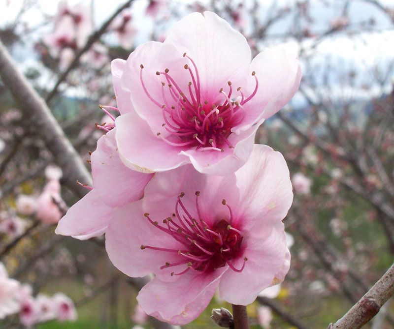 Dos flores rosas de durazno abiertas sobre una rama, con la huerta al fondo.