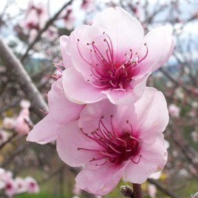 Dos flores rosas de durazno abiertas sobre una rama, con la huerta al fondo.