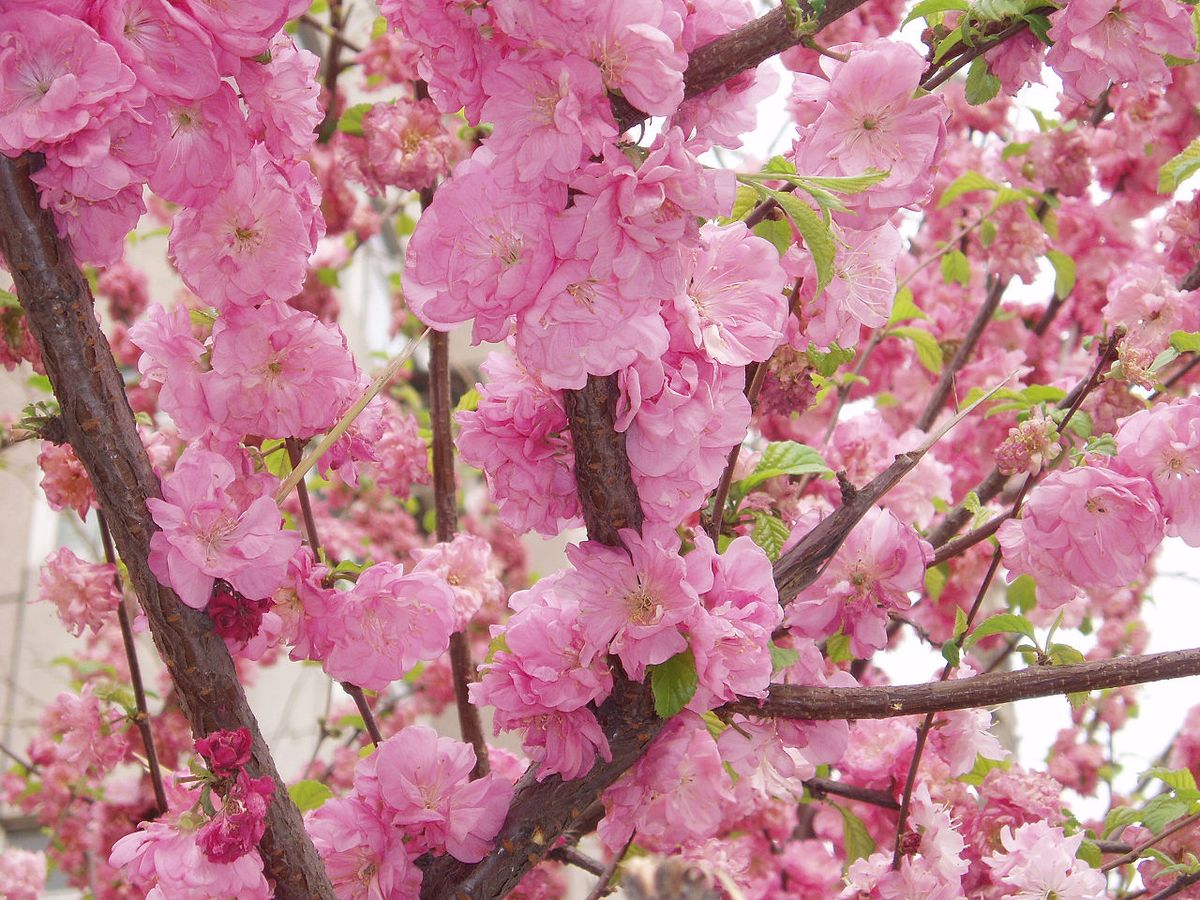 Ramas de durazno cubiertas de flor rosa doble y hojas nuevas.