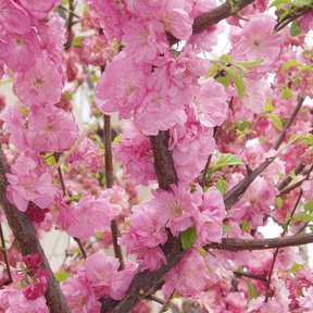 Ramas de durazno cubiertas de flor rosa doble y hojas nuevas.