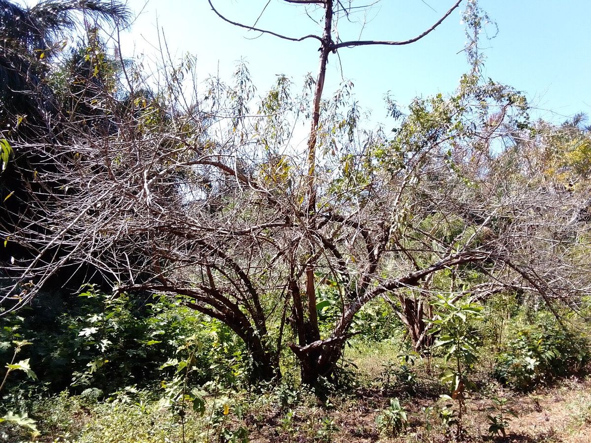 Huerta de duraznos con las ramas desnudas en invierno sobre el pasto seco.