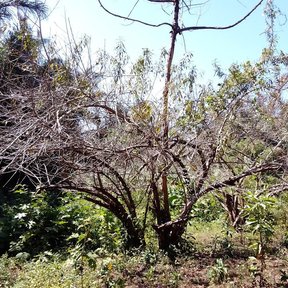 Huerta de duraznos con las ramas desnudas en invierno sobre el pasto seco.