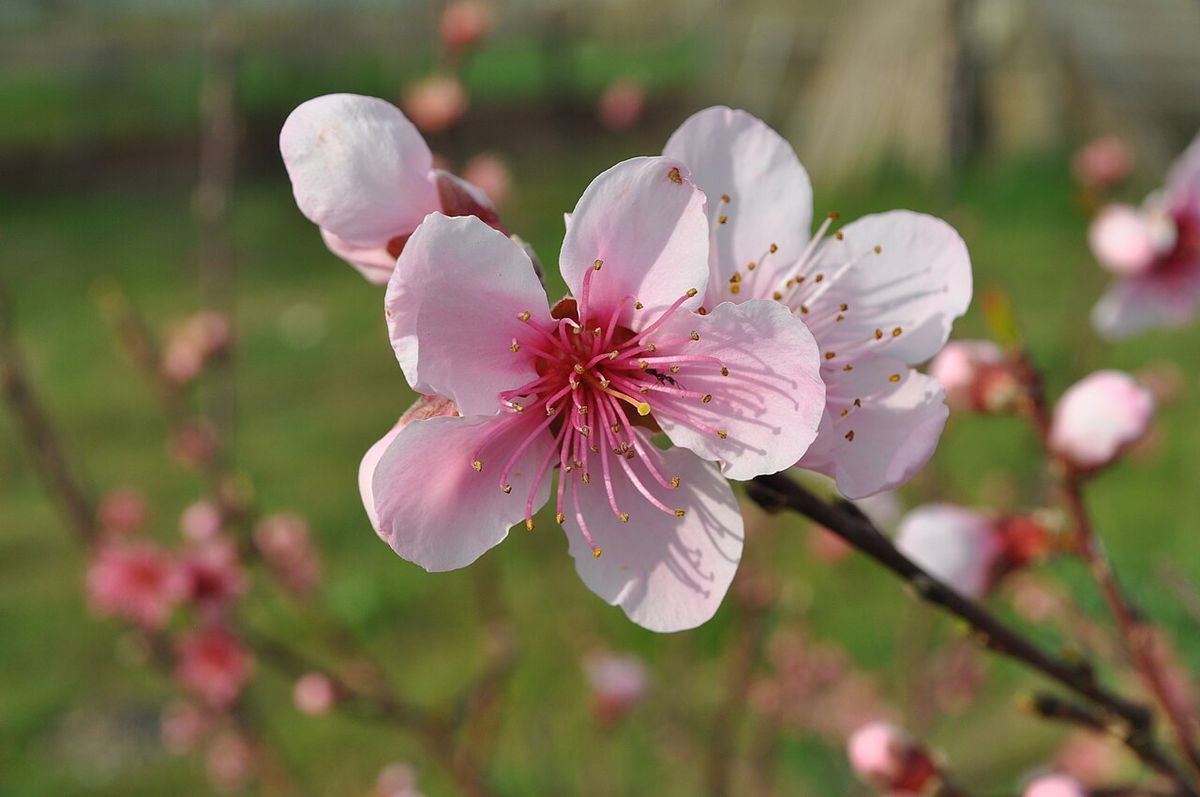 Flor rosa pálido de durazno abierta sobre una rama, con el pasto verde detrás.