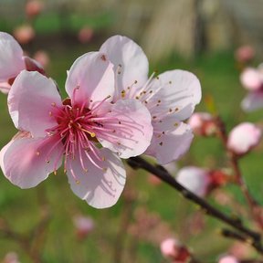 Flor rosa pálido de durazno abierta sobre una rama, con el pasto verde detrás.