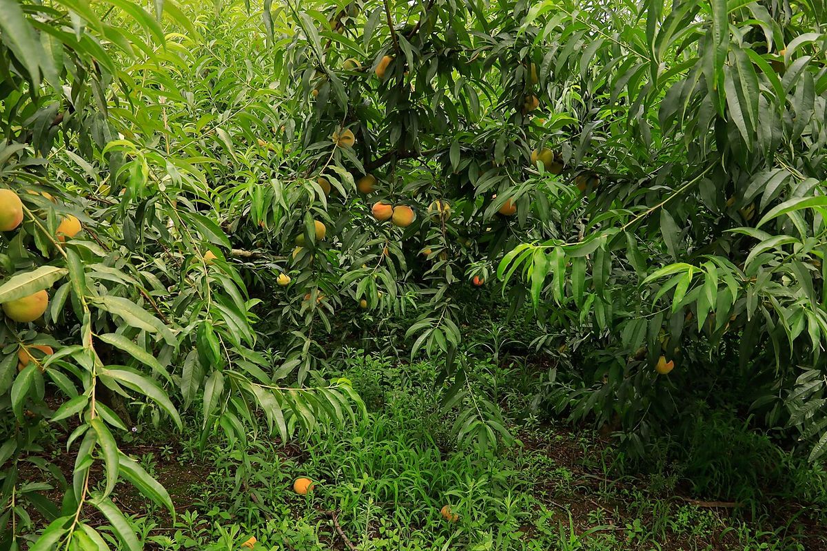 Huerta de duraznos en plena hoja, con los frutos amarillos entre el follaje.
