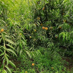 Huerta de duraznos en plena hoja, con los frutos amarillos entre el follaje.