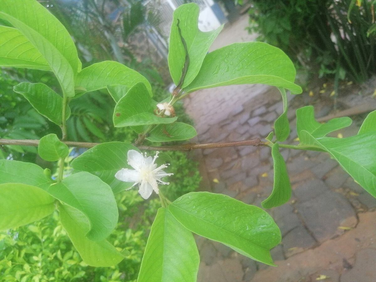 Flor blanca de guayabo abierta entre hojas nervadas, sobre un patio empedrado.
