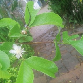 Flor blanca de guayabo abierta entre hojas nervadas, sobre un patio empedrado.
