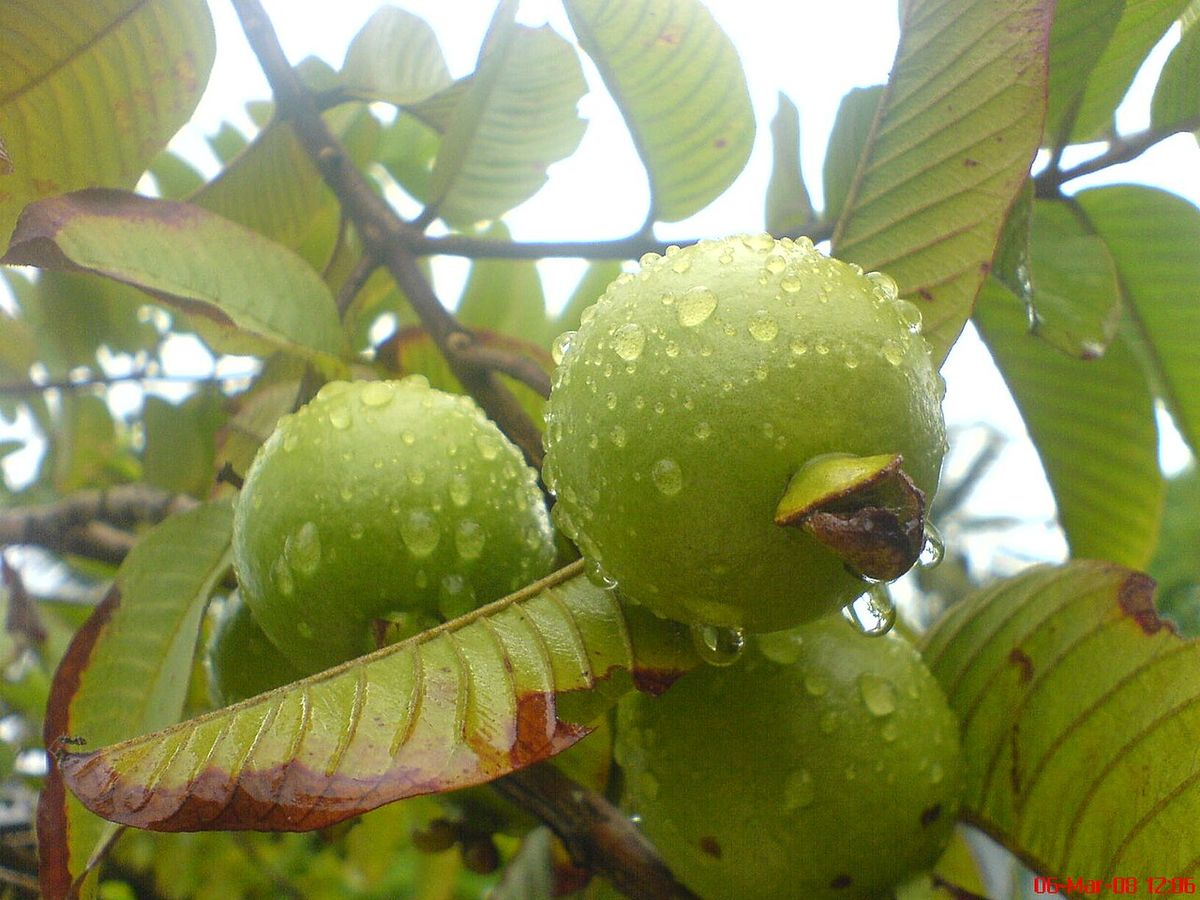Guayabas verdes cubiertas de gotas de lluvia colgando de la rama.