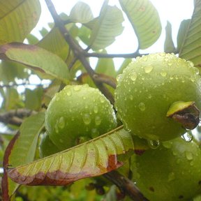 Guayabas verdes cubiertas de gotas de lluvia colgando de la rama.