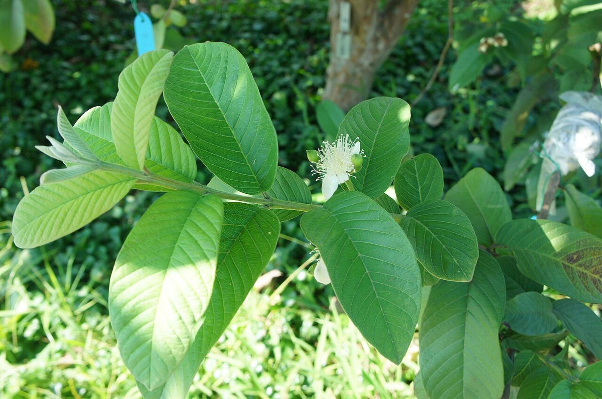 Flor blanca de guayabo recién abierta en la punta de una rama con hojas.