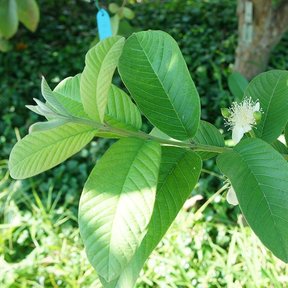 Flor blanca de guayabo recién abierta en la punta de una rama con hojas.