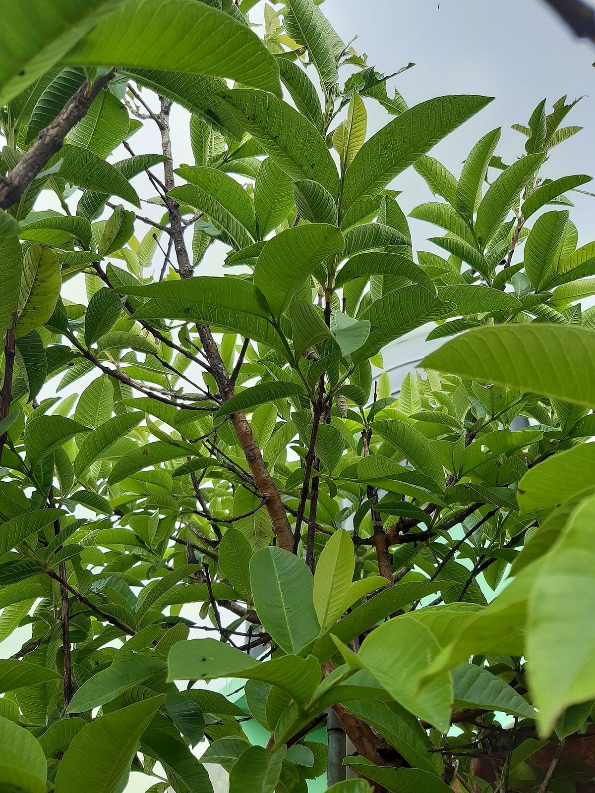 Follaje de guayabo con las hojas anchas y de nervadura hundida.
