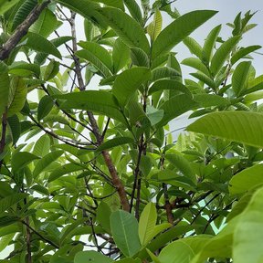 Follaje de guayabo con las hojas anchas y de nervadura hundida.