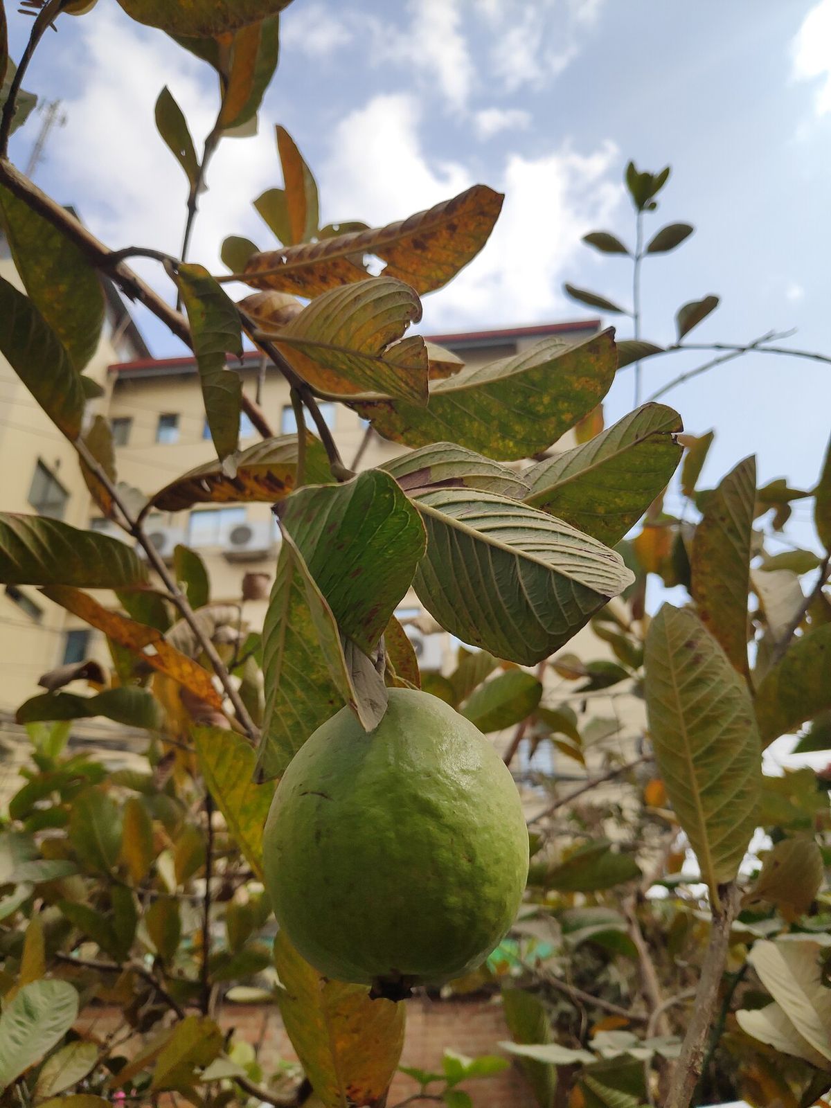 Una guayaba verde colgando entre las hojas, con un edificio al fondo.