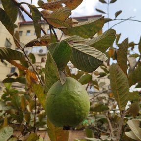 Una guayaba verde colgando entre las hojas, con un edificio al fondo.