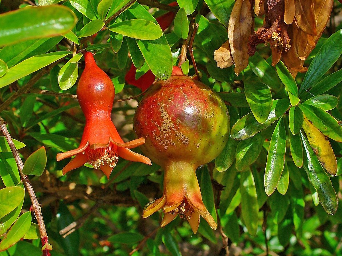 Granada madura junto a una flor roja abierta entre hojas lustrosas.