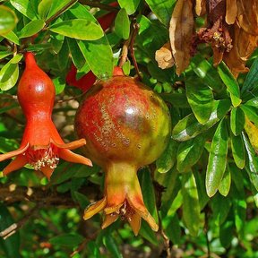 Granada madura junto a una flor roja abierta entre hojas lustrosas.