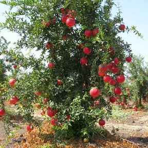 Granado entero cargado de fruta roja en una huerta de tierra seca.