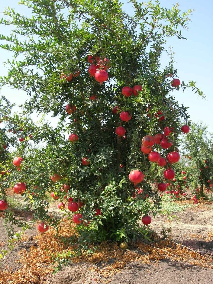 Granado entero cargado de fruta roja en una huerta de tierra seca.