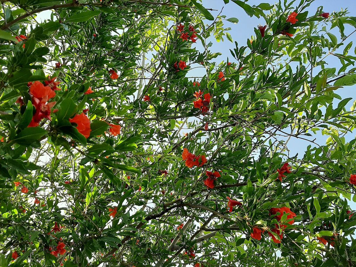 Copa de granado salpicada de flores rojas contra un cielo azul.