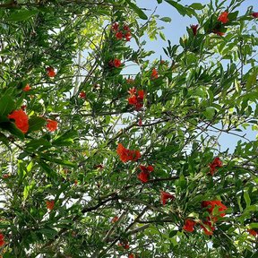 Copa de granado salpicada de flores rojas contra un cielo azul.