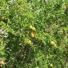 Granadas verdes madurando entre el follaje denso del árbol.