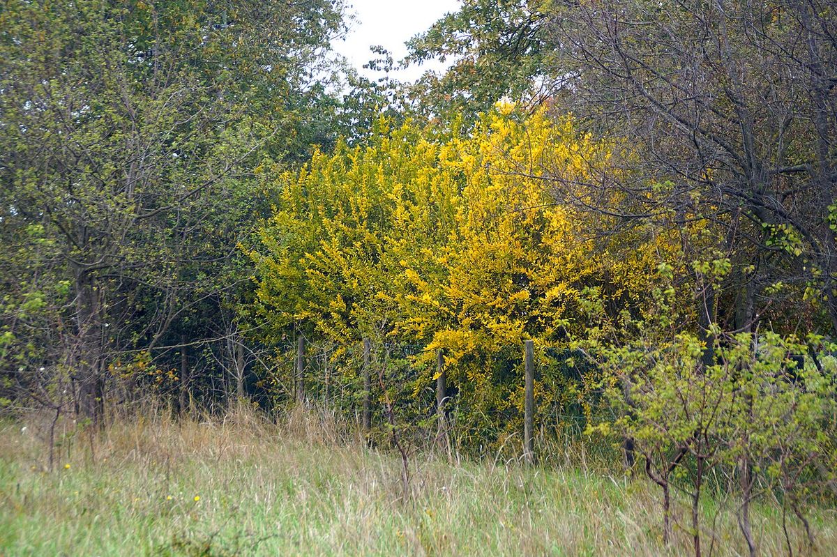 Granado de follaje amarillo en otoño destacando en un claro de monte.