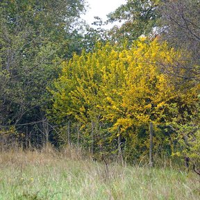 Granado de follaje amarillo en otoño destacando en un claro de monte.