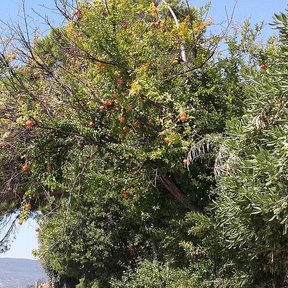 Granado de copa extendida en una ladera, con el valle seco al fondo.
