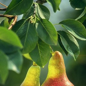 Dos peras verdes y sonrosadas colgando de la rama entre hojas lustrosas.
