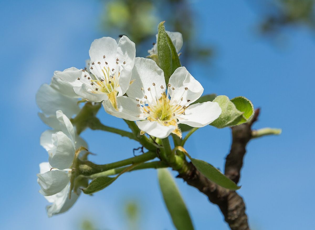 Flores blancas de peral abiertas en una ramilla, contra un cielo azul.