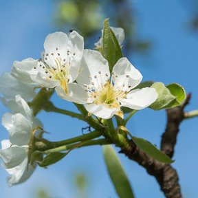 Flores blancas de peral abiertas en una ramilla, contra un cielo azul.