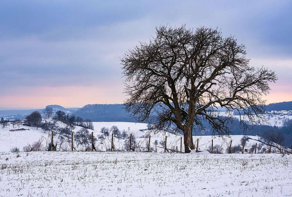 Peral sin hojas en un campo nevado, al atardecer, con la sierra al fondo.