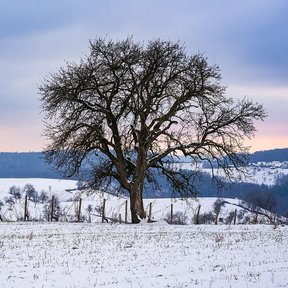 Peral sin hojas en un campo nevado, al atardecer, con la sierra al fondo.