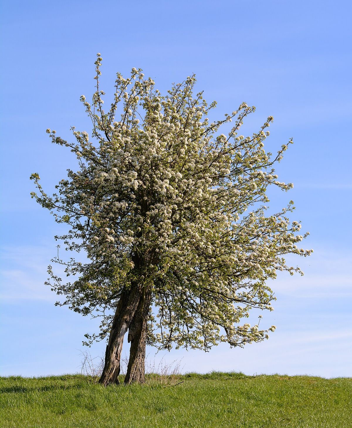 Peral en plena floración blanca sobre una loma verde, bajo un cielo despejado.