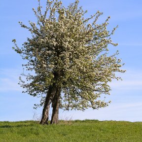 Peral en plena floración blanca sobre una loma verde, bajo un cielo despejado.