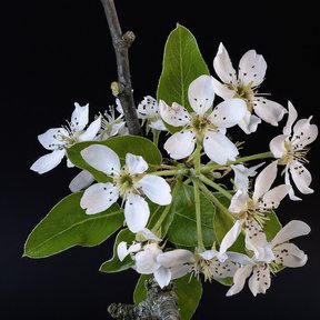 Ramillete de flores de peral con las anteras oscuras, sobre fondo negro.