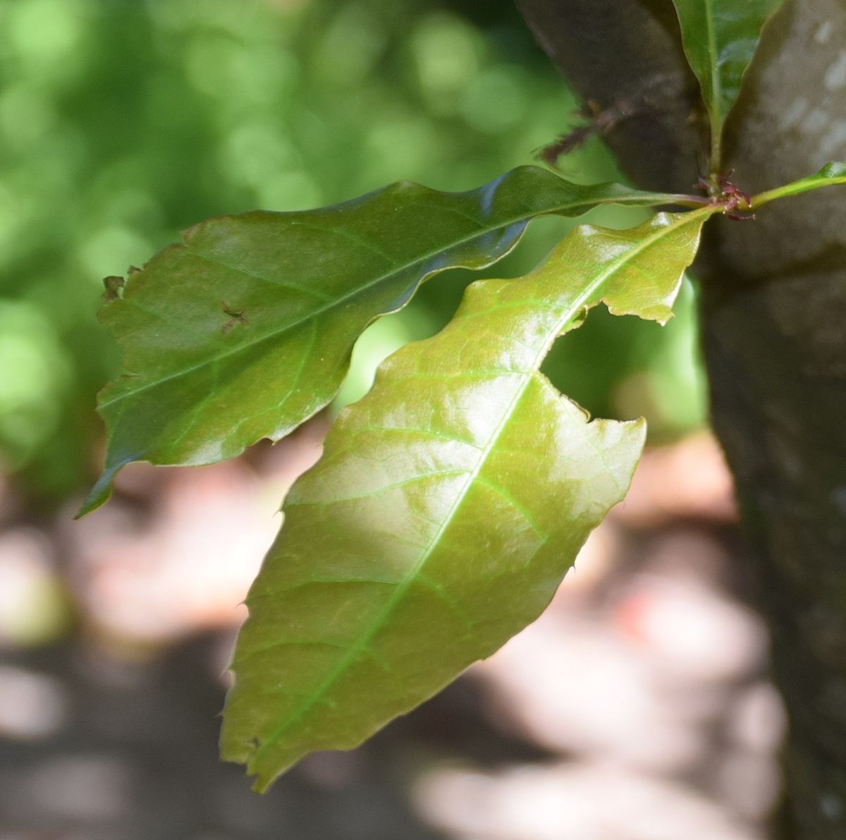 Hoja alargada y aserrada de encino aguatle colgando junto al tronco.