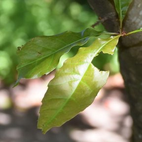 Hoja alargada y aserrada de encino aguatle colgando junto al tronco.